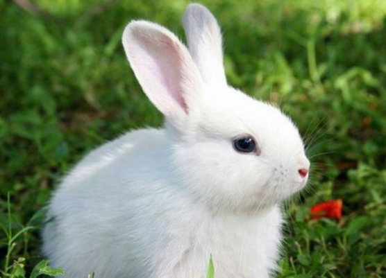 大耳白兔性格怎样?想饲养的可以来这了解一下! 大耳白兔性格怎样?想饲养的可以来这了解一下!