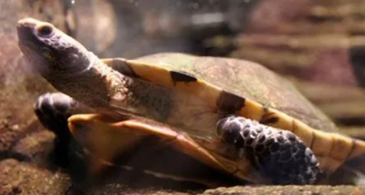 红头蛇颈龟是保护动物吗?大家想知道吗? 红头蛇颈龟是保护动物吗?大家想知道吗?