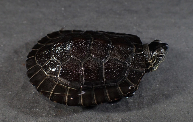 黑颈乌龟是国家几级保护动物?不了解的人速戳! 黑颈乌龟是国家几级保护动物?不了解的人速戳!