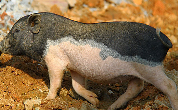 海南五脚猪价格大揭秘,快来看看吧~ 海南五脚猪价格大揭秘,快来看看吧~