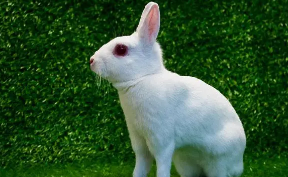 想知道英种小型兔寿命多久，看这篇文章