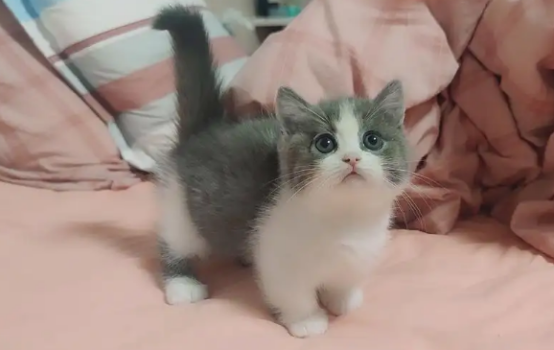 这份蓝白英短的优缺点科普，绝对值得收藏！