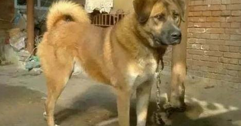 为什么新婚不能养狗?原来是这样... 为什么新婚不能养狗?原来是这样...