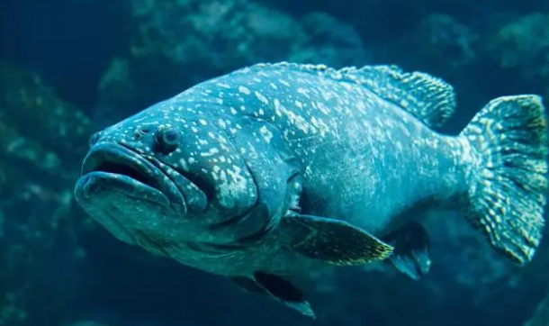 容易忽略的导致鱼缸水质TDS升高的因素有哪些？