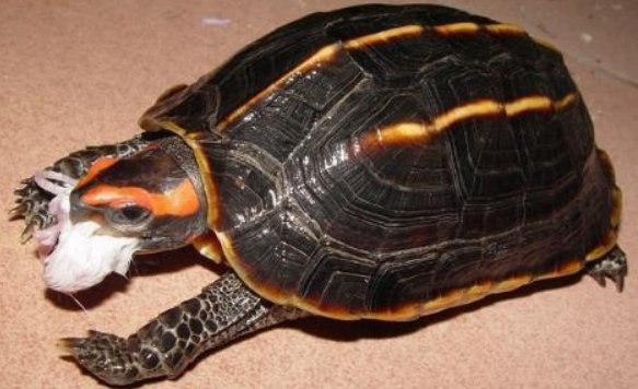 三龙骨龟可以水养吗？答案看这里