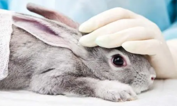 兔子治耳螨什么药最好