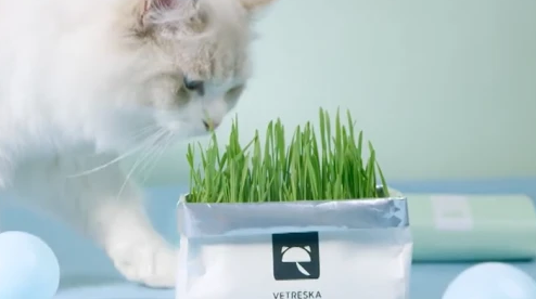 猫星人必备未卡VETRESKA无土猫草 三种款式 随心选择
