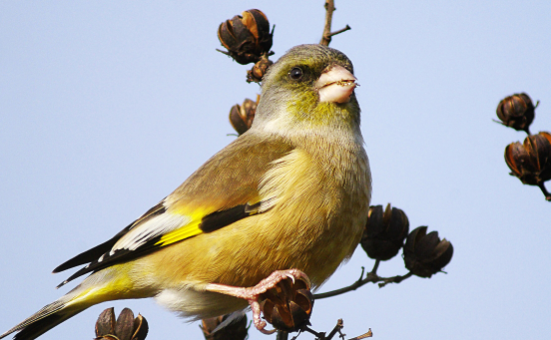 养宠小知识：金翅雀一年繁殖几次？