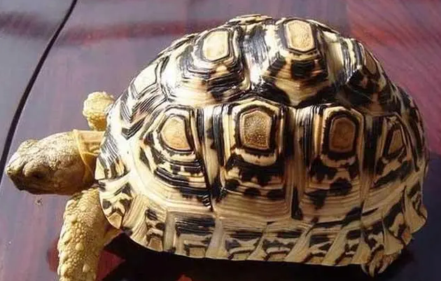 豹龟拉稀怎么办?来看看怎么治疗 豹龟拉稀怎么办?来看看怎么治疗