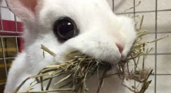 养兔经验：幼兔一天吃多少兔粮