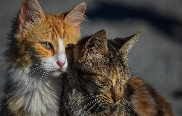 猫鼻支的危害有多大，及时预防用盖夫猫胺膏