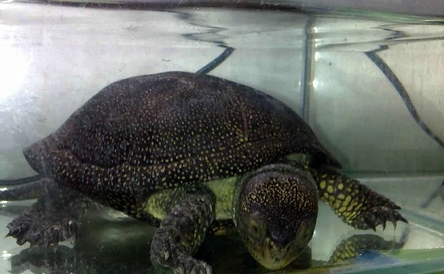 都说乌龟通人性,那么流星泽龟认主人吗?快进来看看吧 都说乌龟通人性,那么流星泽龟认主人吗?快进来看看吧