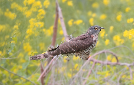 普通鹰鹃吃什么食物？饲主来看看吧