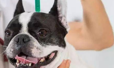 狗狗体外驱虫多久洗澡？主人看过来