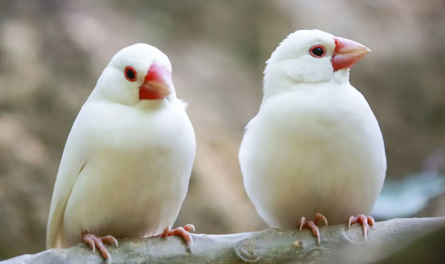 怎么帮白文鸟洗澡？新手必看