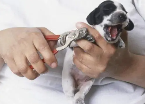 狗狗指甲剪不配合出血了?铲屎官莫慌! 狗狗指甲剪不配合出血了?铲屎官莫慌!