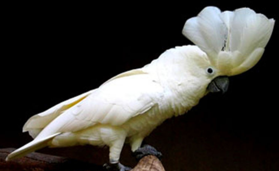 白凤头鹦鹉寿命有多久？看这.......