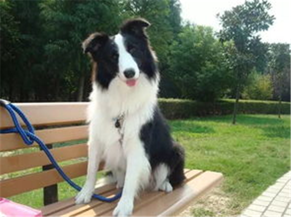 智商太高，不好忽悠？为啥有人不建议养边牧