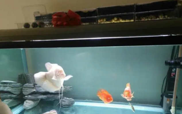 鱼缸无过滤无增氧能养观赏鱼吗？当然能，且不要被水族店表象误导