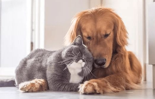 猫咪与狗狗的听觉谁更灵敏，你知道吗？