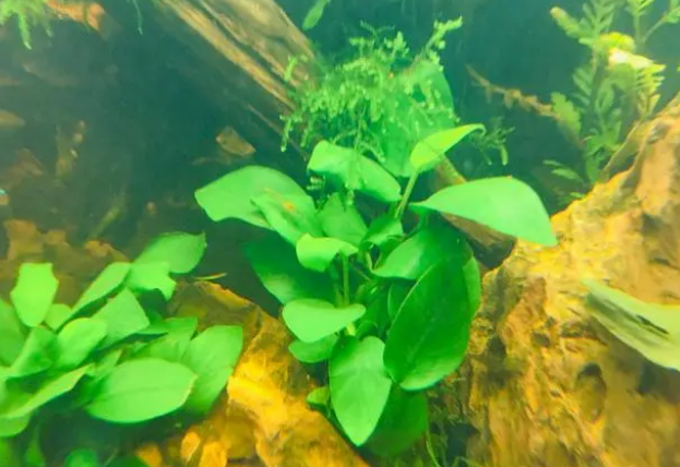 水质好不好，自己有个标准，你养的水草，鱼都很好，那才叫好水质