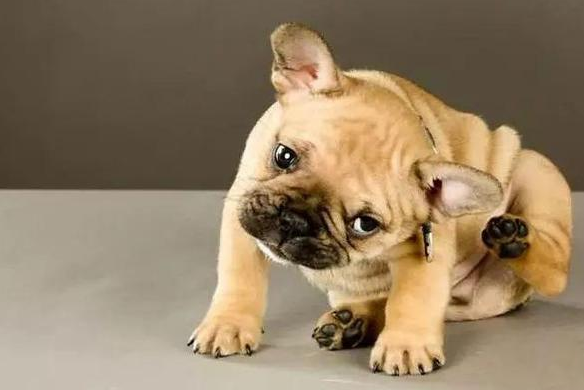 狗狗早上吐黄水怎么回事?看完你就知道了 狗狗早上吐黄水怎么回事?看完你就知道了