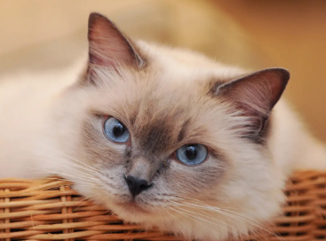 快来看看，小猫一直叫怎么解决吧