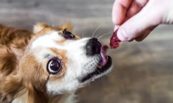用零食科学训犬,3个零食训犬要点必须记住 用零食科学训犬,3个零食训犬要点必须记住
