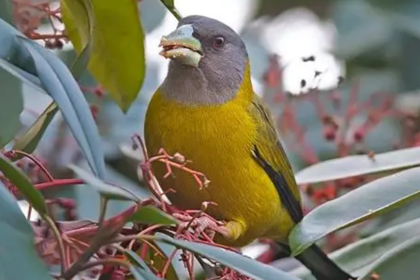 黄颈蜡嘴雀多少钱一个？想养的看过来