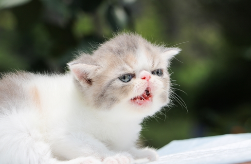 加菲猫怕热吗？让我来告诉你