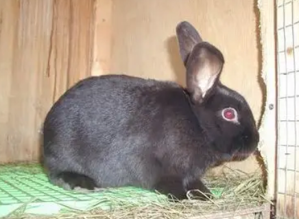 好奇，孕妇可以养夏温拿兔吗？