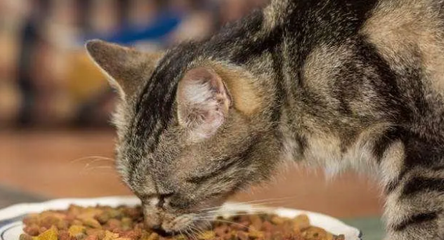 猫咪肠胃不好，只吃益生菌就够了吗？还有一点你忽略了