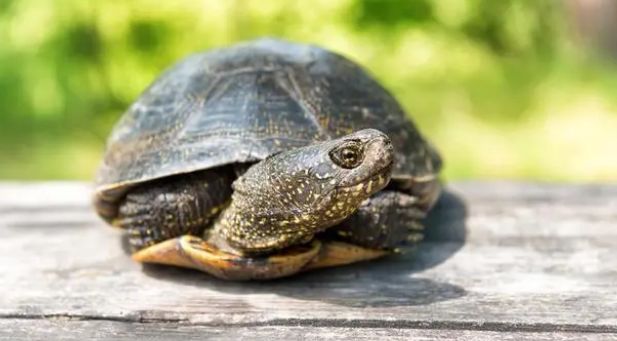 乌龟晒背灯每天开多久？一个星期用几次？