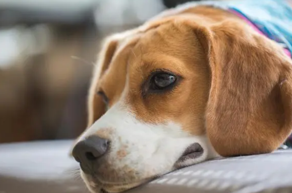 营养膏是狗狗每天必需品？兽医：没这些疾病不需要吃营养膏