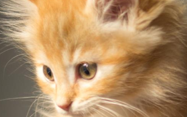 折耳猫为什么不能养？这篇文章给你答案