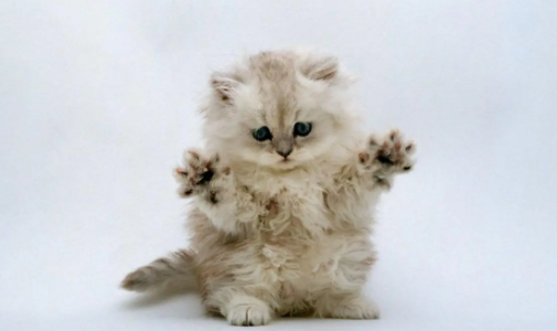 猫吃虫子正常吗？有什么危害吗？