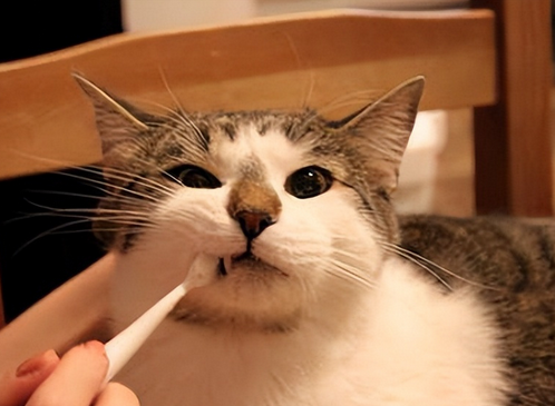 猫咪怎么体内驱虫