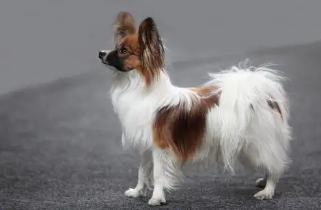 蝴蝶犬和牧羊犬的区别，还有人不知道吗？