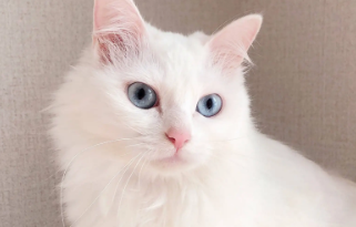 狮子猫性格都不好？说了你别不信！