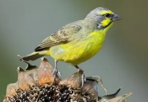 金青鸟能喂盐水吗？来get一下吧