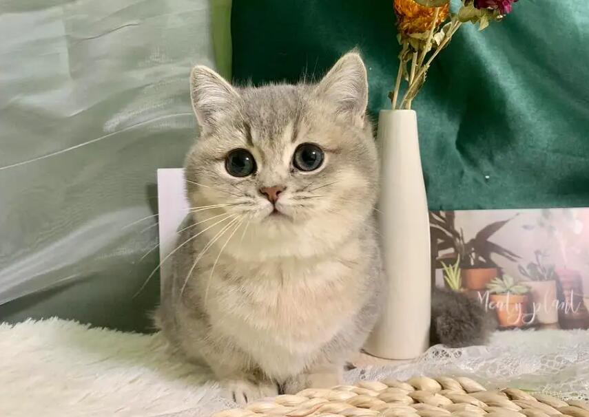 金渐层为什么稀有，是有什么原因吗？