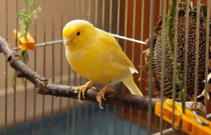 红玉鸟和黄玉鸟哪个好，想知道的看这！