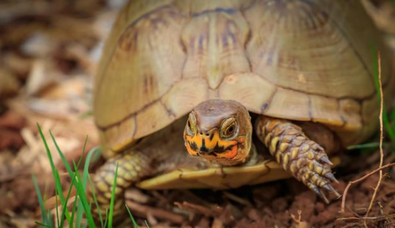 三趾箱龟可以长多大?该如何养? 三趾箱龟可以长多大?该如何养?