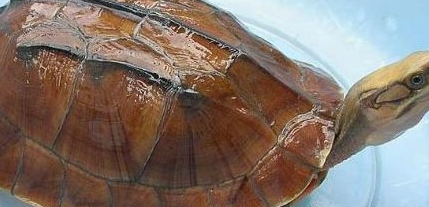 石金钱龟浮水怎么治？技巧如下