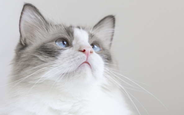 科普文：仙女猫和布偶猫区别是什么？