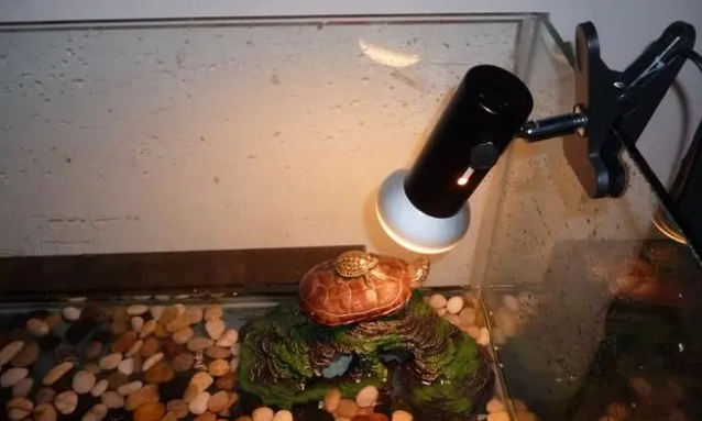 晒背灯对乌龟眼睛坏处!对龟背的好处是什么 晒背灯对乌龟眼睛坏处!对龟背的好处是什么