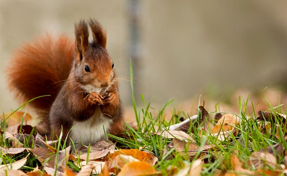 松鼠的生活特征和生活方式，确定不来了解一下？