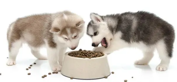 换狗粮有那些方法和注意事项呢？来看看吧