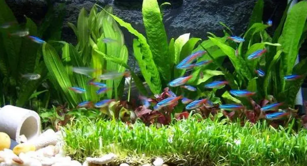 鱼缸并非一定要增氧加过滤,无过滤鱼缸的原理解析,打氧同理 鱼缸并非一定要增氧加过滤,无过滤鱼缸的原理解析,打氧同理