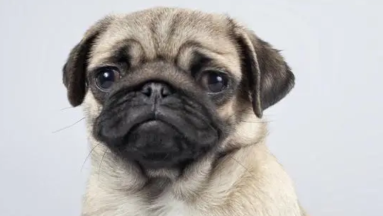 狗狗钙片怎么喂 人吃的钙片狗能吃吗 狗狗钙片怎么喂 人吃的钙片狗能吃吗